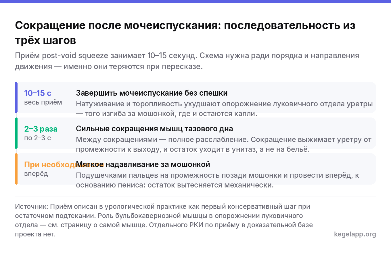 Последовательность приёма post-void squeeze при подтекании мочи после мочеиспускания: завершение без натуживания, два-три сокращения мышц тазового дна, надавливание за мошонкой
